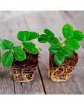 Fragaria ananassa ‘Chudo Sveta’